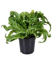 Asplenium Hurricane