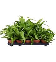 Asplenium Gemengd, minimaal 4 soorten