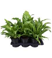 Asplenium Gemengd, minimaal 4 soorten