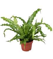 Asplenium Osaka