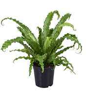 Asplenium Osaka