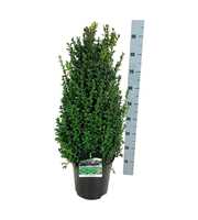 Buxus sempervirens