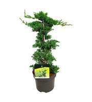 Juniperus proc. 'Nana'