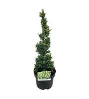 Juniperus sq. 'Holger'