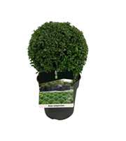 Buxus sempervirens