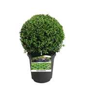 Buxus sempervirens