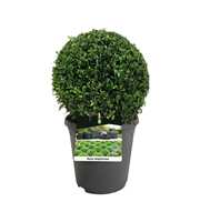 Buxus sempervirens