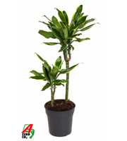 Dracaena Gold Coast 30-10