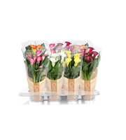 Zantedeschia gemengd Calla mix in bedrukte hoes