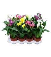 Zantedeschia gemengd Calla mix