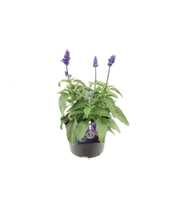 Salvia farinacea