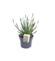 Allium millenium