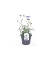 Scabiosa col. Mariposa Blue