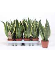 Sansevieria Superba