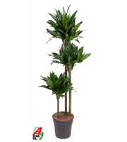 Dracaena Green Jewel 90-60-30