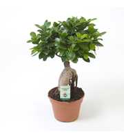 Ficus micr. Ginseng