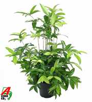 Dracaena Surculosa bush P24