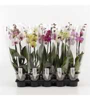 Phalaenopsis gemengd 2 Tak Mix Compact