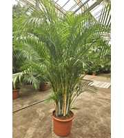 Dypsis lutescens (Areca)