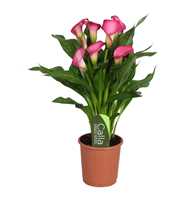 Zantedeschia Zazu Calla roze met etiket