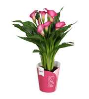 Zantedeschia Zazu SoHappyCalla roze met roze potco