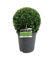 Buxus sempervirens