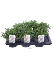 Aster alpinus mix