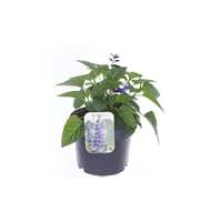 Salvia hybr. Black & Bloom