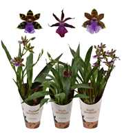 Zygopetalum 2 tak 12 cm