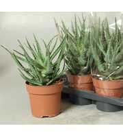 Aloe arborescens 17 cm