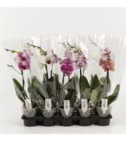 Phalaenopsis gemengd 1 Tak Mix Compact