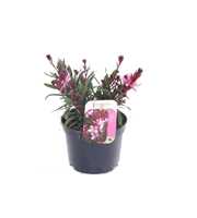 Gaura lind. Gaudi Rose