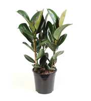 Ficus elastica Robusta toef 3 stekken pp