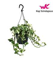 Scindapsus (Epipremnum) N'Joy Hang