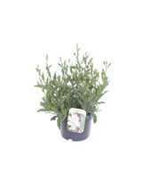 Gaura lind. Geyser White