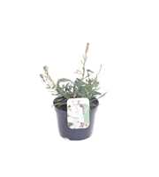 Gaura lind. Gaudi White