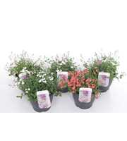 Diascia Flying Colors mix