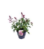 Salvia hybr. Love and Wishes