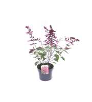 Salvia hybr. Love and Wishes