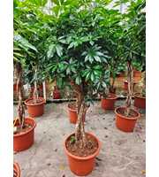 Schefflera arboricola 'Compacta'