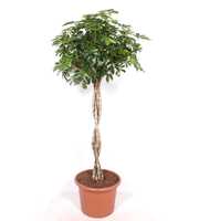 Schefflera 'Gold Capella'