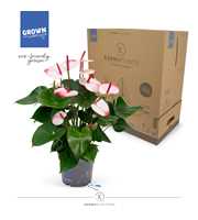 Anthurium - KARMA Hotlips | 17cm | PLASTIC FREE