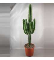 art.1829 Euphorbia ingens 28 cm