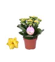 GRDN 12 GEEL - Kalanchoe Gardenlina 12cm geel