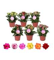GRDN 12 MIX - Kalanchoe Gardenlina 12cm mix