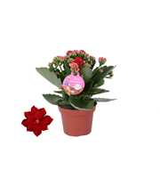 GRDN 12 ROOD - Kalanchoe Gardenlina 12cm rood
