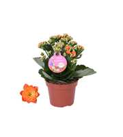 GRDN 12 ORAN - Kalanchoe Gardenlina 12cm oranje