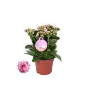 GRDN 12 WTRZ - Kalanchoe Gardenlina 12cm witroze