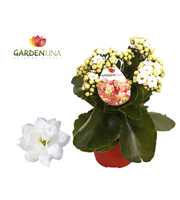GRDN 12 WIT - Kalanchoe Gardenlina 12cm wit