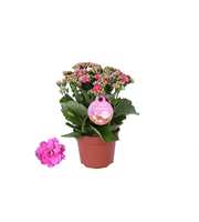 GRDN 12 ROZE - Kalanchoe Gardenlina 12cm roze